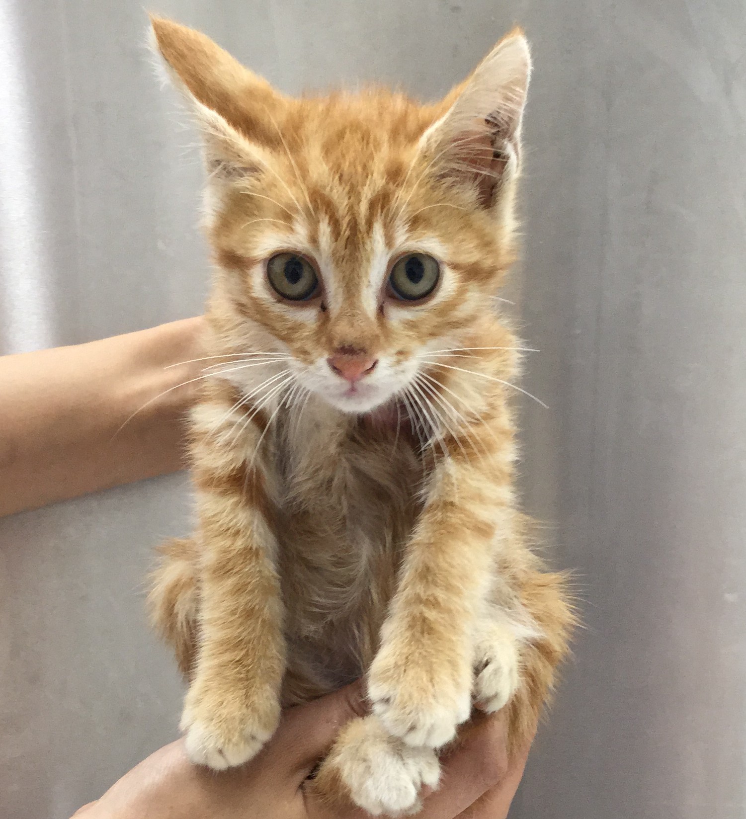 子猫の里親募集 ブログ 愛媛県松山市の動物病院 犬 猫 フィラリア ワクチン はなみずき動物病院