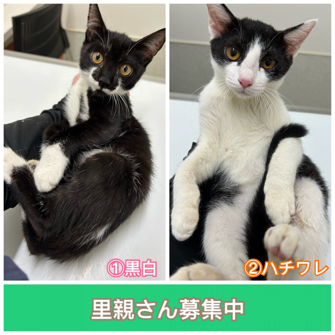 ふんばり親子猫　ハチワレ ふんばり親子猫 ハチワレ 里親決定 猫 - 東京・神奈川・千葉